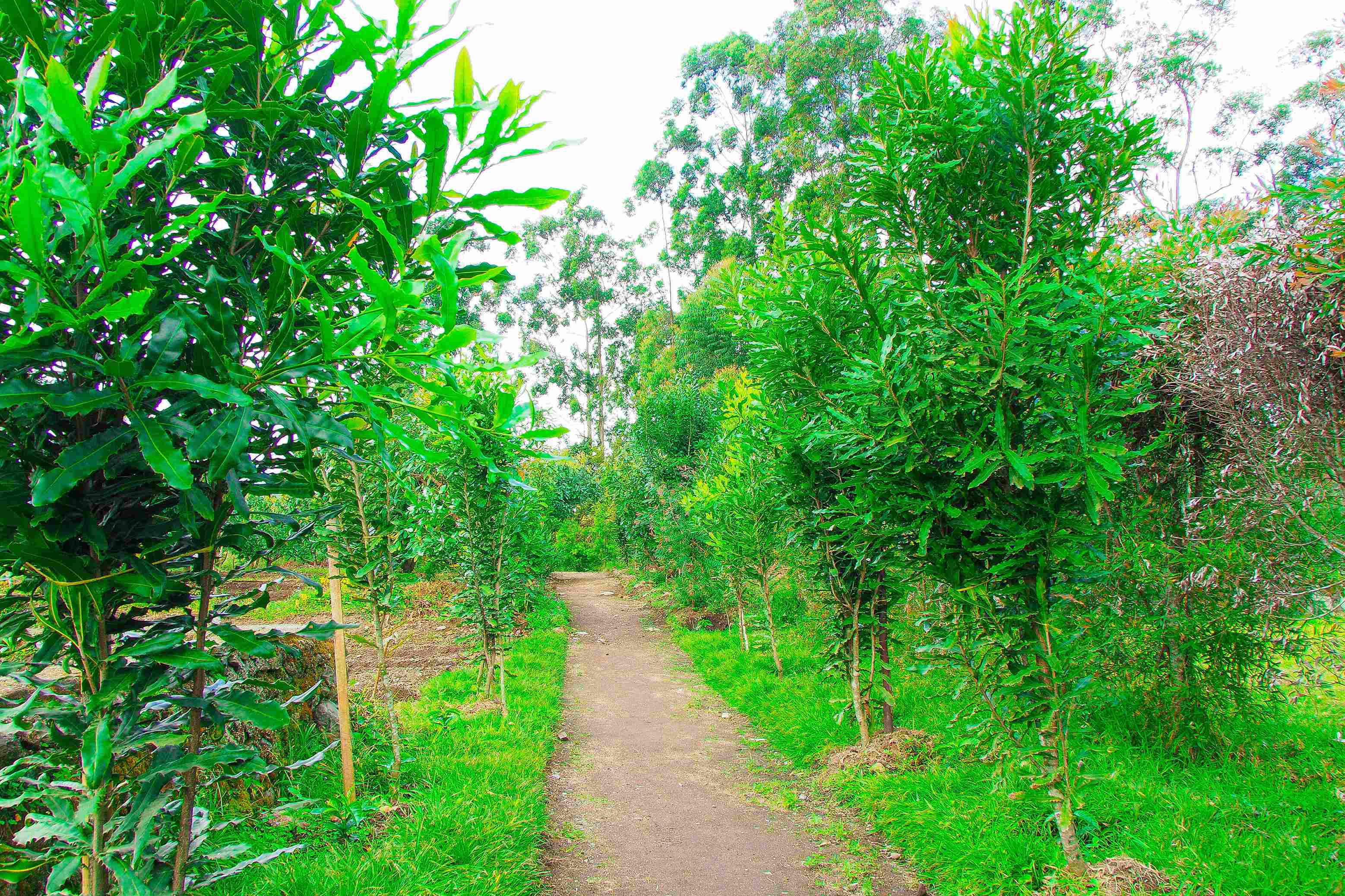 nature photo